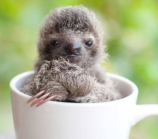 38f1127096caf394a30ef951a1f94958